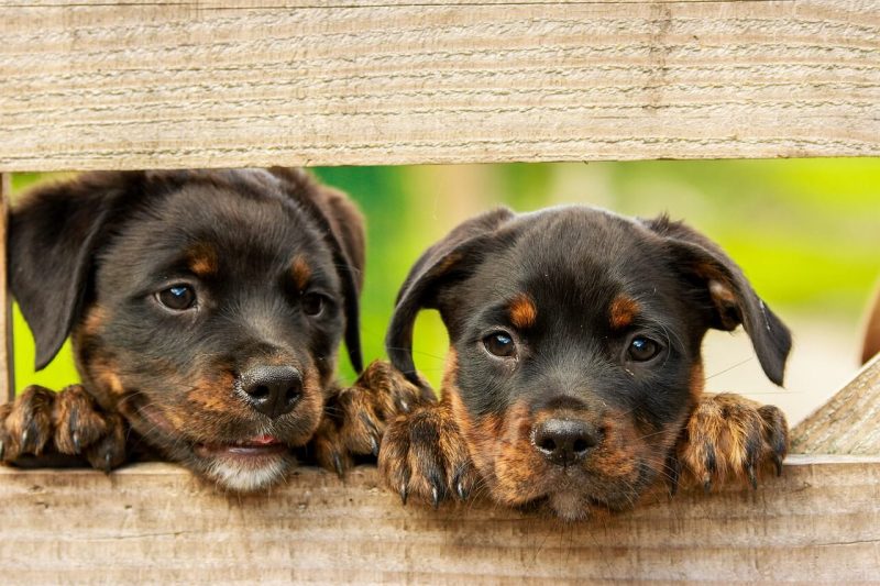 honden